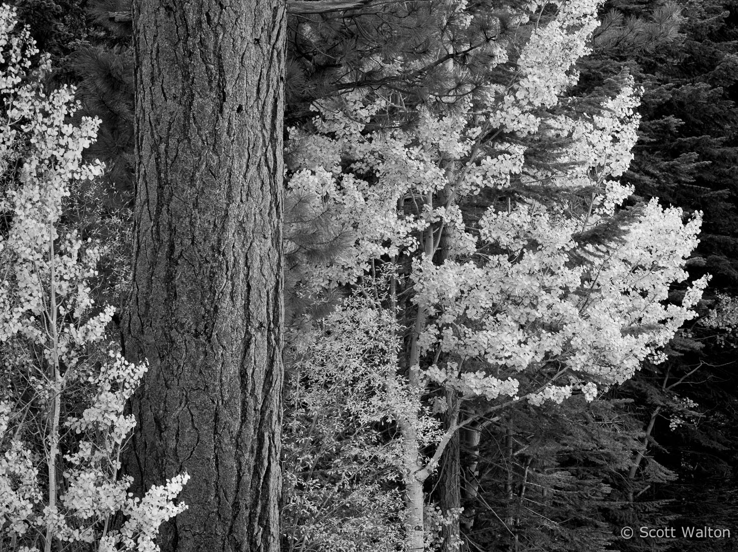 aspen-pine-autumn-bw-lee-vining-canyon-california.jpg