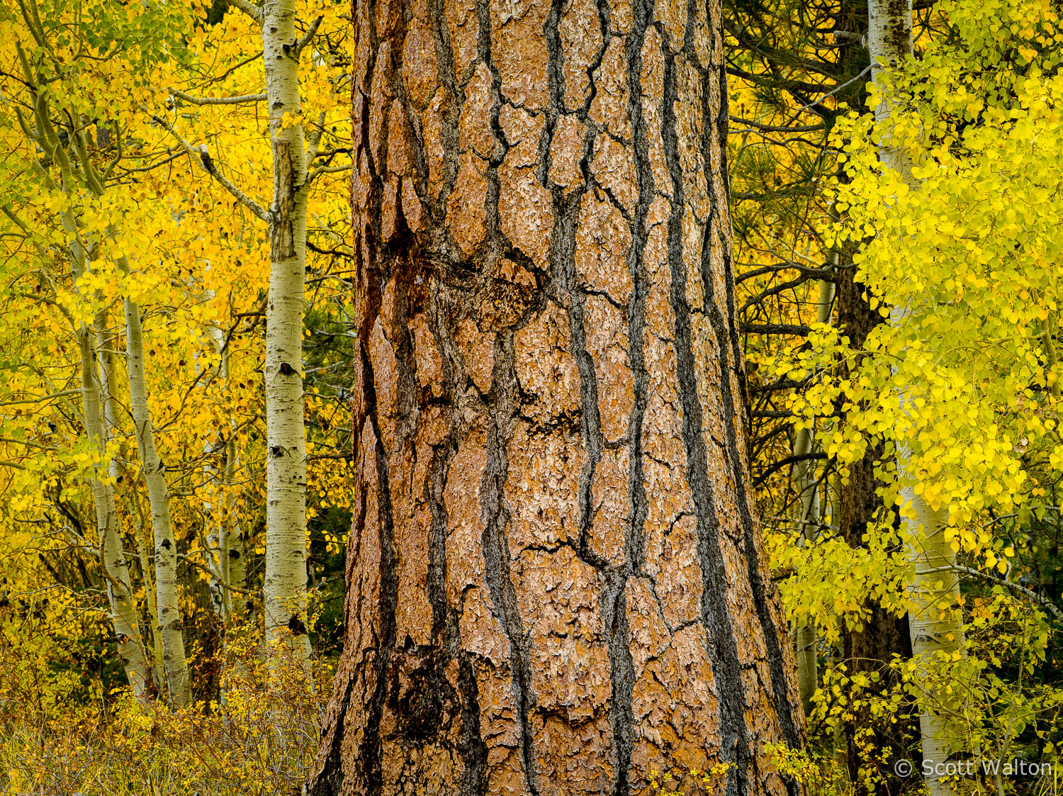 aspen-pine-autumn2-lee-vining-canyon-california.jpg