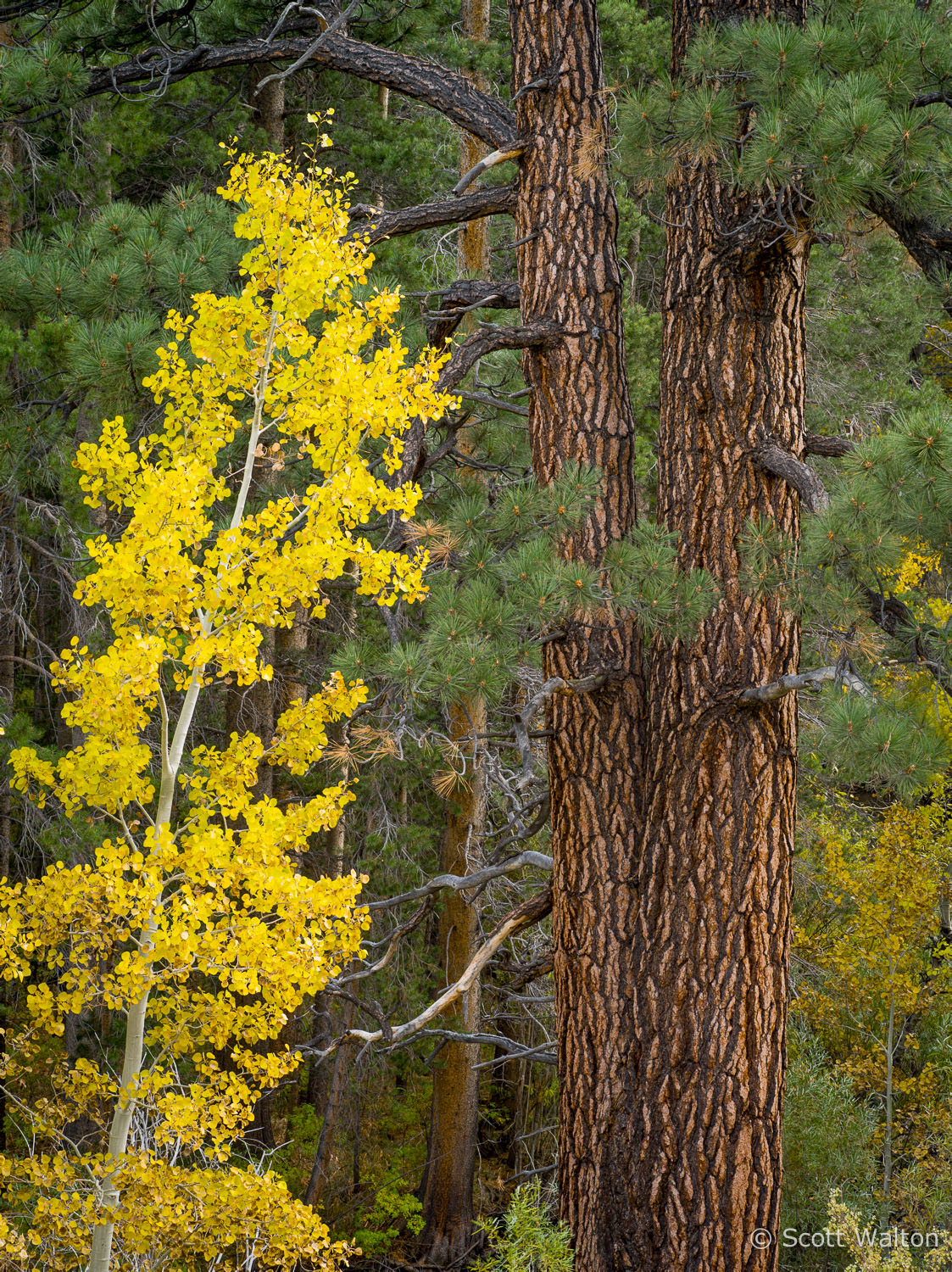aspen-pine-detail-june-lake-loop-california.jpg