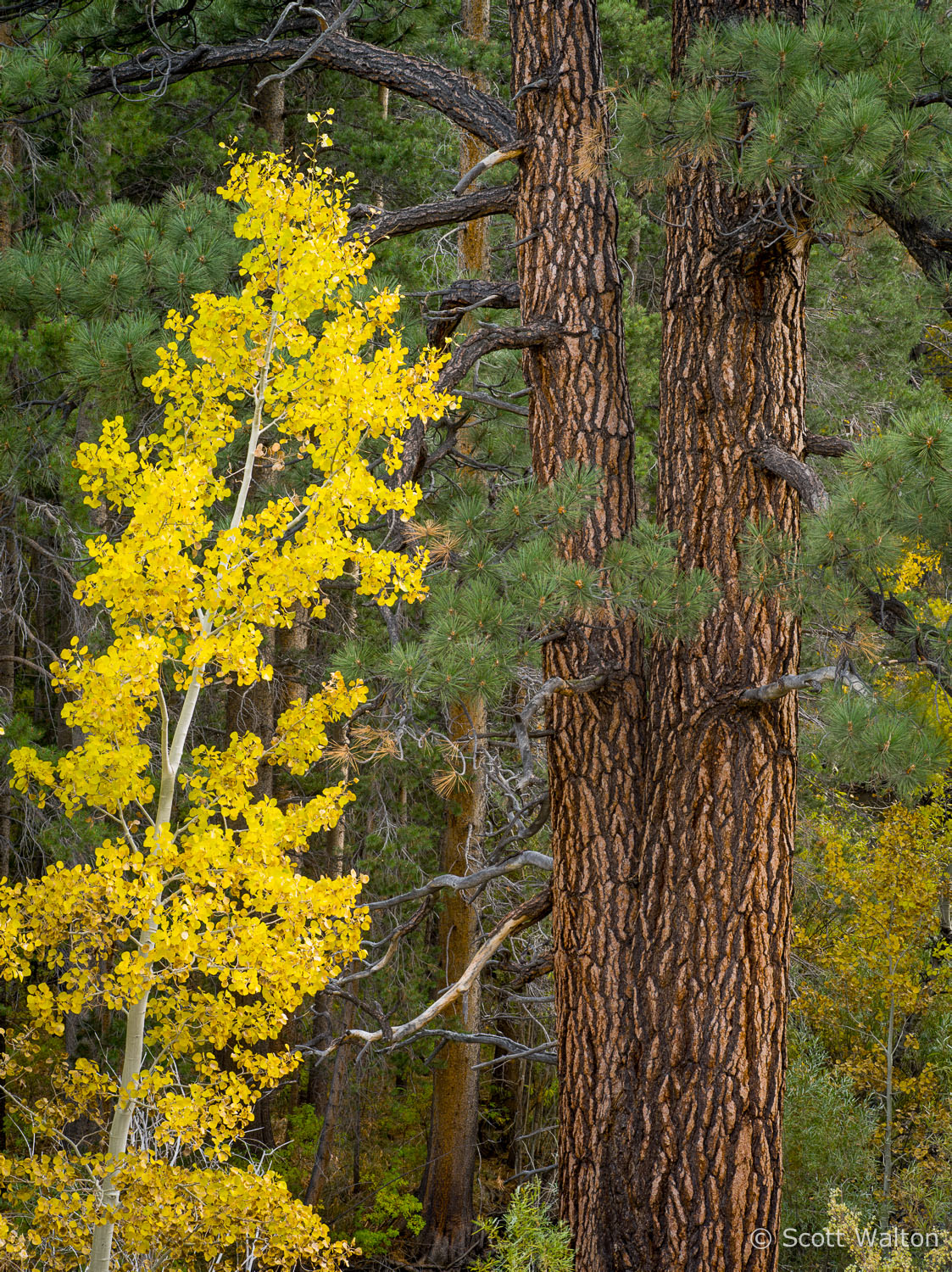 aspen-pine-detail-june-lake-loop-california.jpg