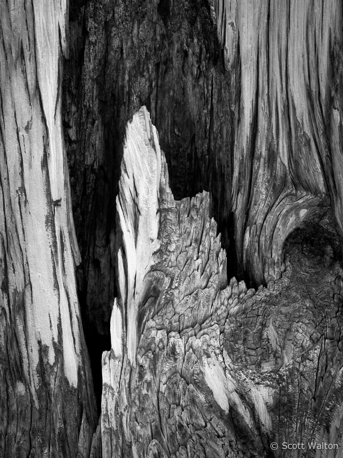 bristlecone-pine-detail-2-white-mountains-california.jpg