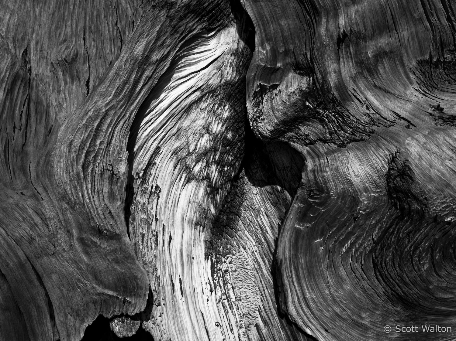 bristlecone-pine-detail-3-white-mountains-california.jpg