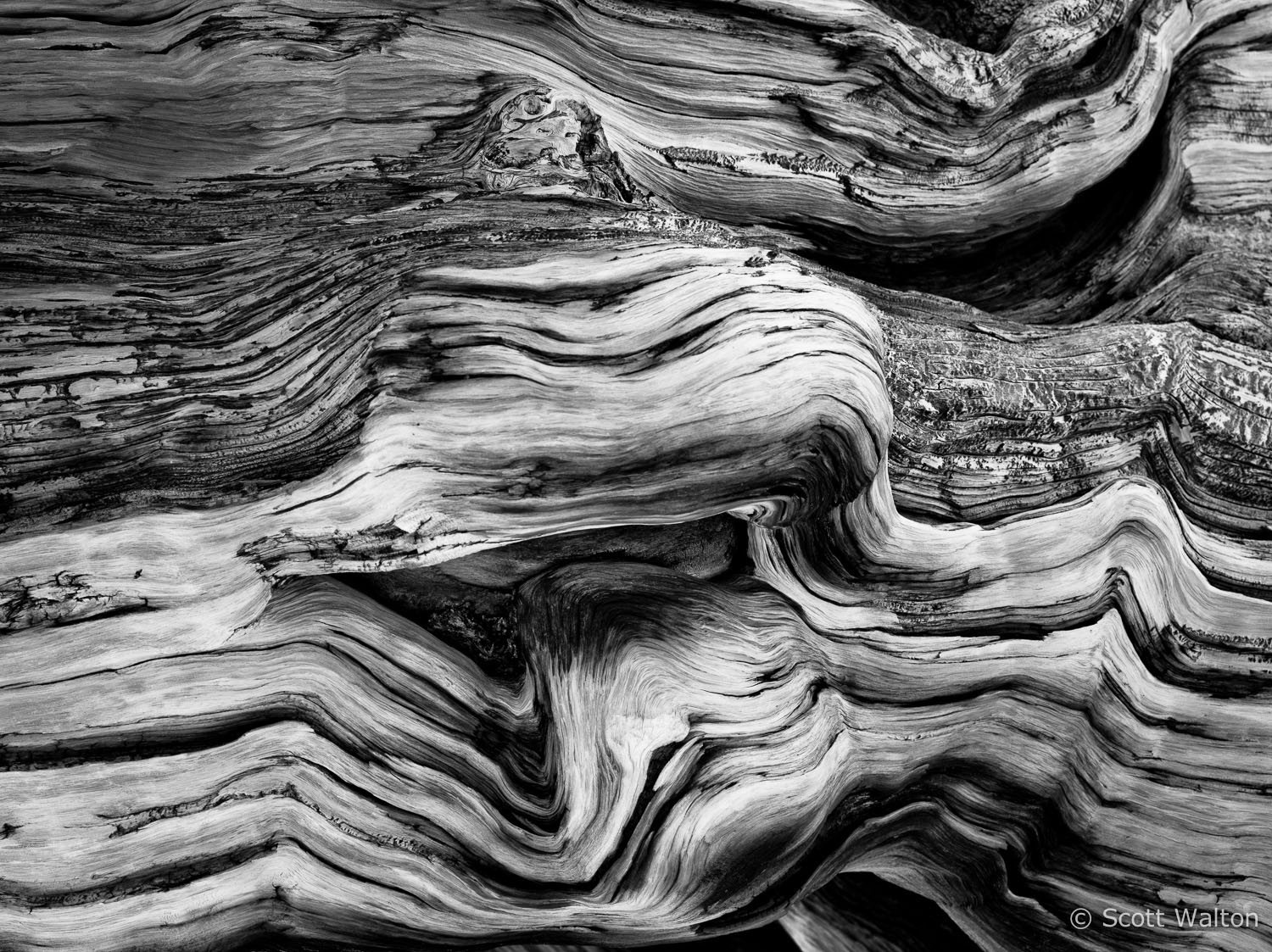 bristlecone-pine-detail-4-white-mountains-california.jpg