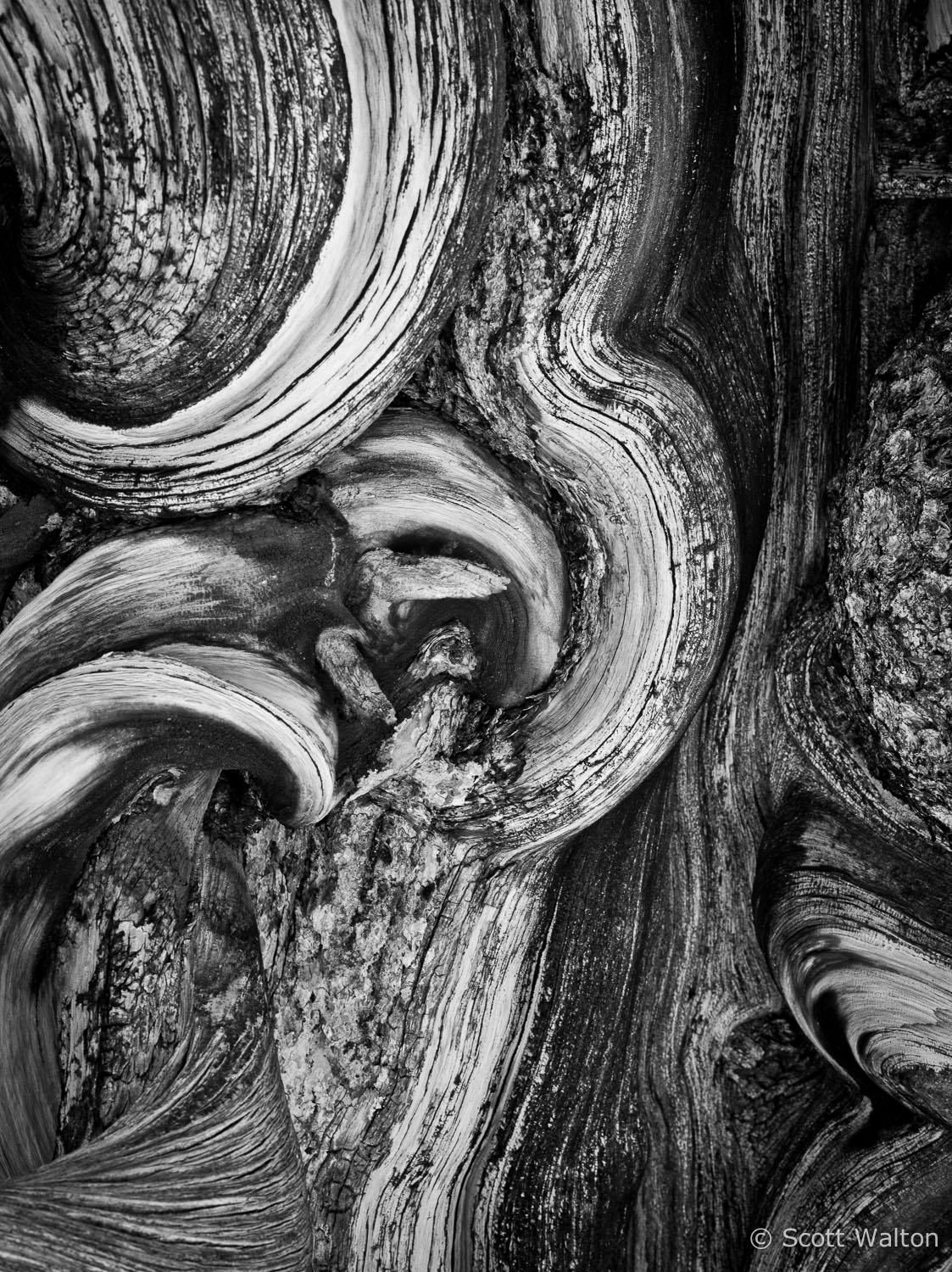 bristlecone-pine-detail-white-mountains-california.jpg