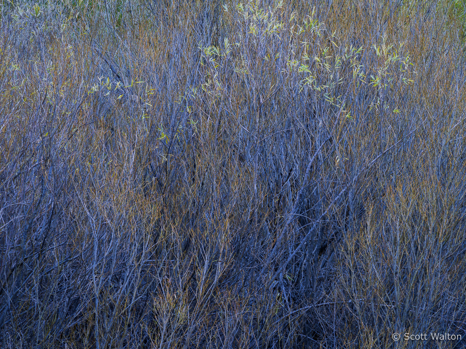 creekside-growth-rush-creek-eastern-sierra-california.jpg