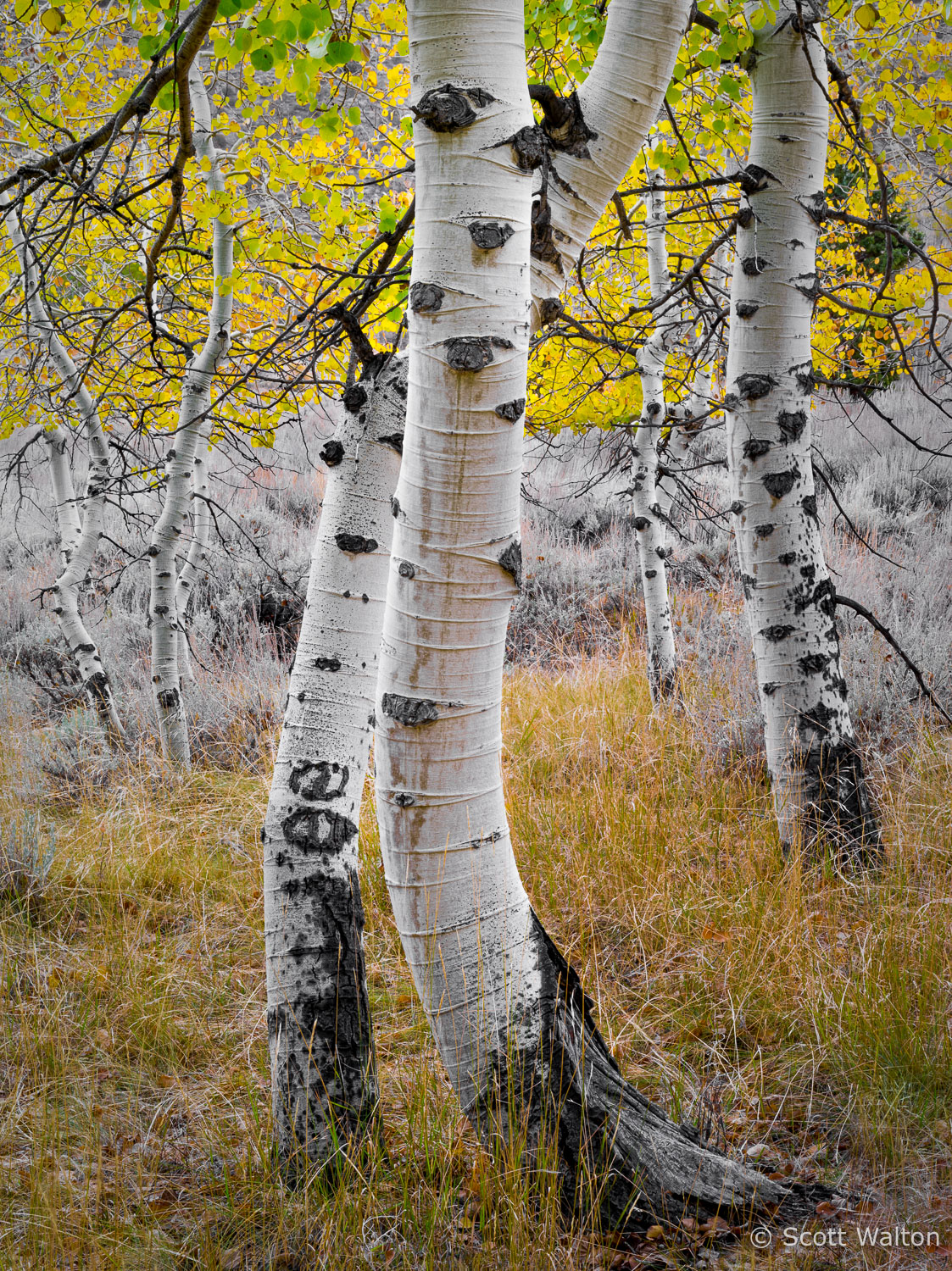 intertwined-aspen-june-lake-loop-eastern-sierra-california.jpg