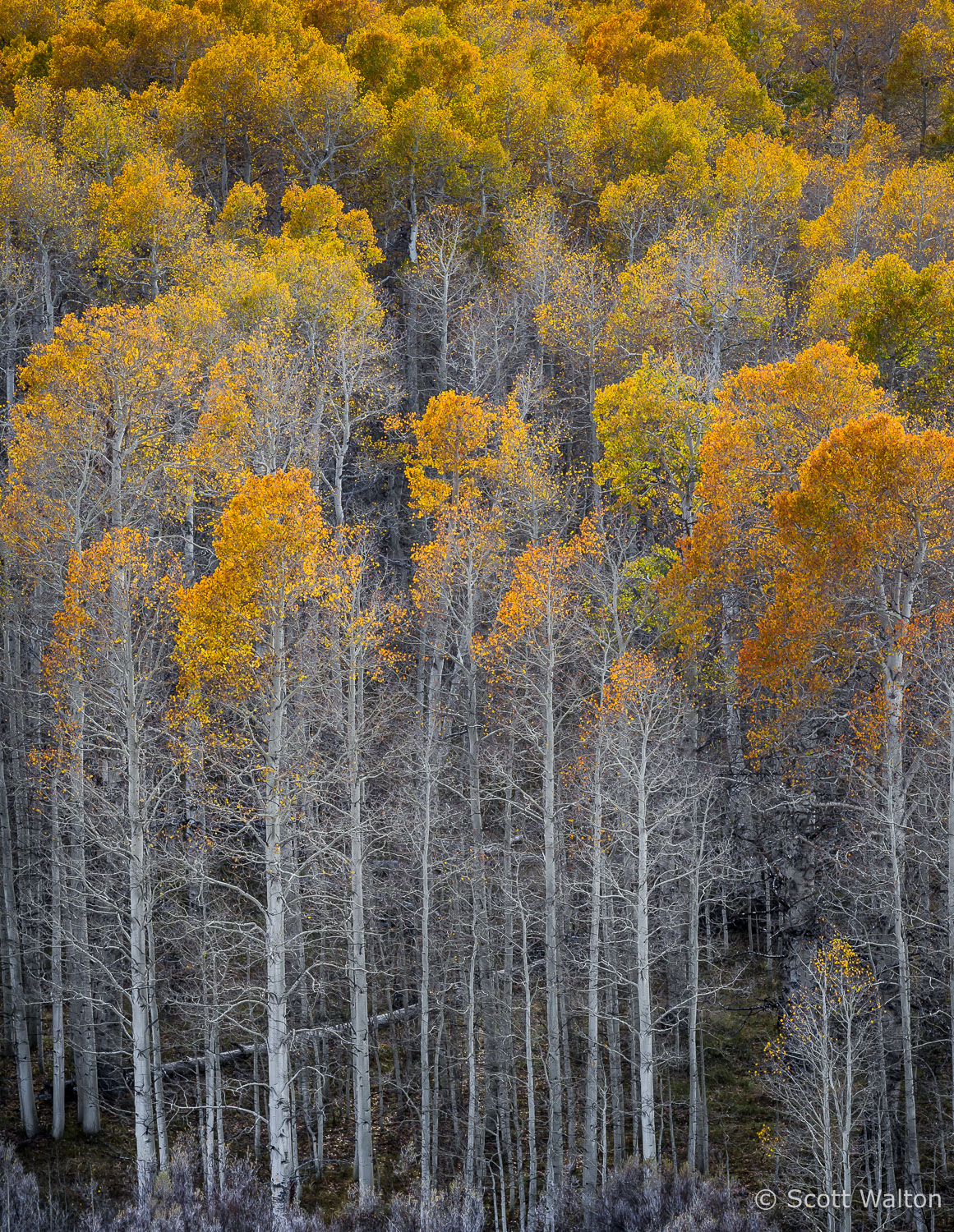 tall-aspen-fall-conway-summit-eastern-sierra-california.jpg