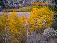 Fall Color, Rush Creek, June Lake Loop, California aspen-fall-color-rush-creek-june-lake-loop-california.jpg