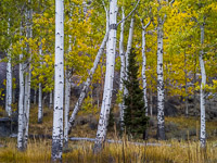 aspen-forest-autumn-lee-vining-canyon-california.jpg