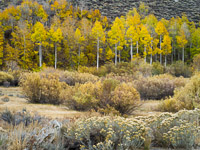 Fall Forest along June Lake Loop, California aspen-forest-detail-june-lake-loop-california.jpg