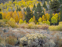 Fall Forest along June Lake Loop, California aspen-forest-detail2-june-lake-loop-california.jpg