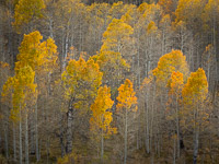aspen-forest-fall-color-conway-summit-eastern-sierra-california.jpg