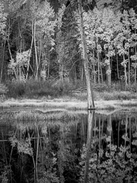 Beaver Pond Reflections, Lundy Canyon, California aspen-forest-reflections-pond-bw-lundy-canyon-california.jpg