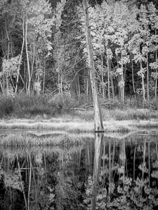 Beaver Pond Reflections, Lundy Canyon, California aspen-forest-reflections-pond-bw-lundy-canyon-california_v1.jpg