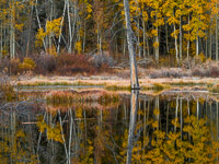 Beaver Pond Reflections, Lundy Canyon, California aspen-forest-reflections-pond-lundy-canyon-california.jpg