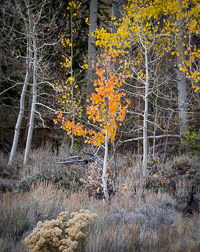 aspen-forest-walker-creek-eastern-sierra-california.jpg