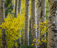 aspen-group-autumn-lee-vining-canyon-californiaV3.jpg