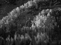 aspen-hillside-autumn-sunrise-bw-lundy-canyon-california.jpg