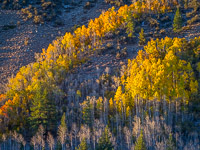 aspen-hillside-autumn-sunrise-lundy-canyon-california.jpg