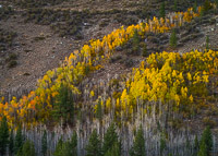 aspen-hillside-autumn-sunrise2-lundy-canyon-california.jpg