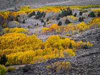 aspen-hillside-color-june-lake-loop-california.jpg