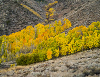 aspen-hillside-color2-june-lake-loop-california.jpg