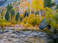 aspen-ice-pond-logs-lundy-canyon-california.jpg