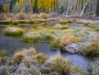 aspen-ice-pond-lundy-canyon-california.jpg