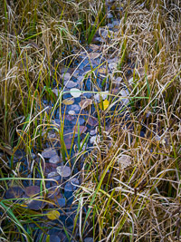 aspen-leaves-pool-lundy-canyon-californiaV2.jpg