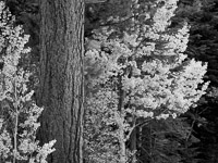 aspen-pine-autumn-bw-lee-vining-canyon-california.jpg