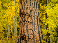 Aspen and Pine, Lee Vining Canyon, California aspen-pine-autumn2-lee-vining-canyon-california.jpg