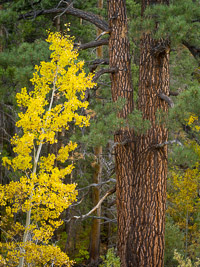 Aspen and Pine Detail, June Lake Loop, California aspen-pine-detail-june-lake-loop-california.jpg