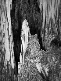 bristlecone-pine-detail-2-white-mountains-california.jpg