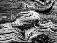 bristlecone-pine-detail-4-white-mountains-california.jpg