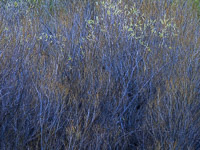 creekside-growth-rush-creek-eastern-sierra-california.jpg