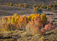 fall-color-conway-summit-eastern-sierra-california.jpg