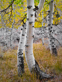 intertwined-aspen-june-lake-loop-eastern-sierra-california.jpg