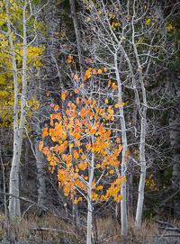 young-aspen-walker-creek-eastern-sierra-california_v1.jpg