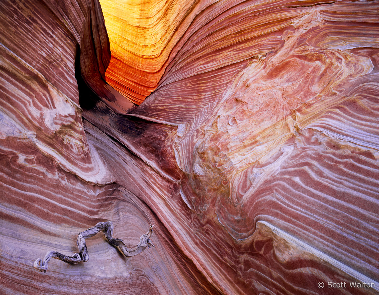 wave-driftwood-coyote-buttes-arizona.jpg