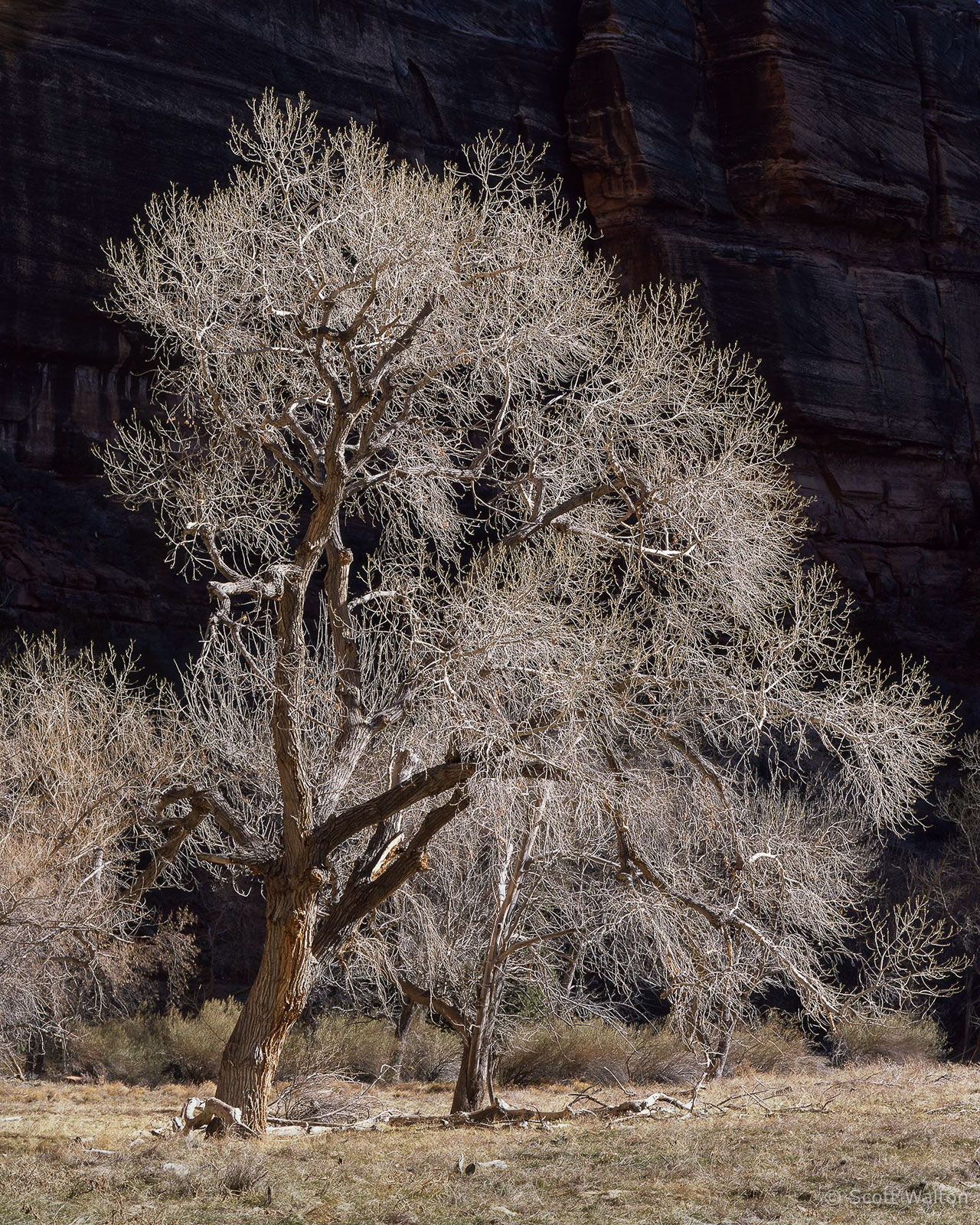 Zion-MainCyn-BacklitTreeBigBend-provia100.jpg