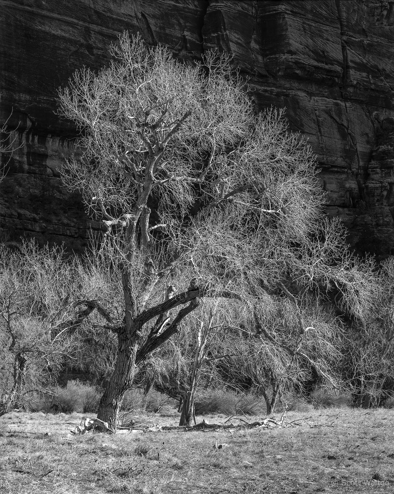 Zion-MainCyn-BacklitTreeBigBend-tmax100.jpg