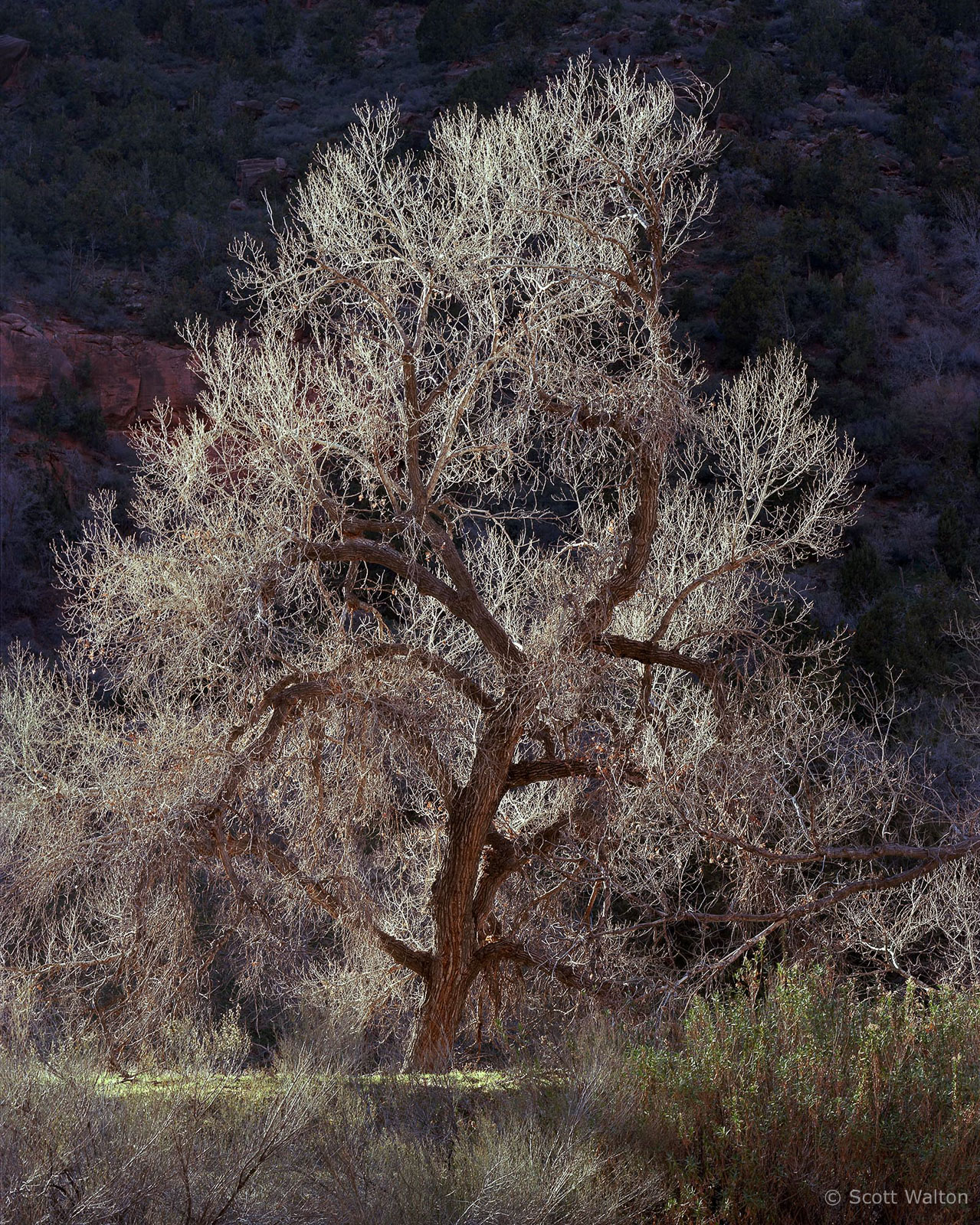 Zion-MainCyn-BacklitTreeNearLodge-ektar100.jpg
