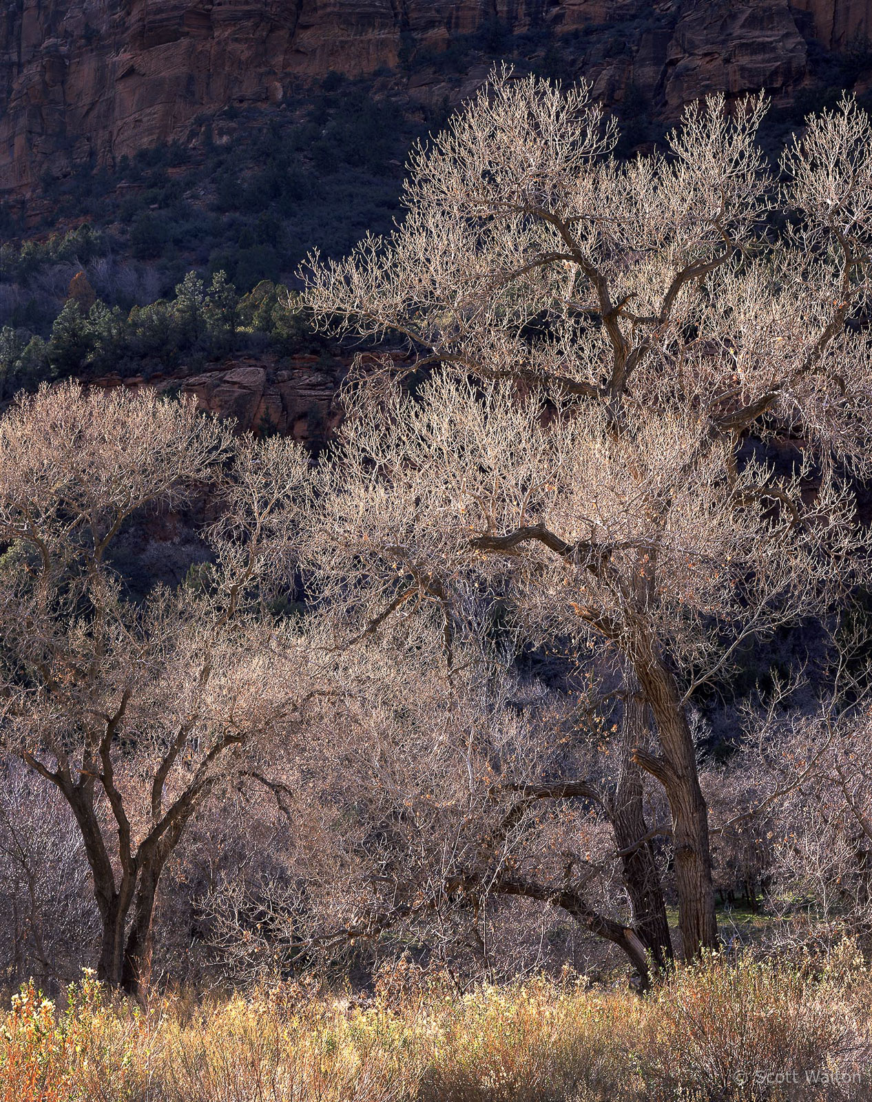 Zion-MainCyn-BacklitTreesNearLodge-provia100.jpg