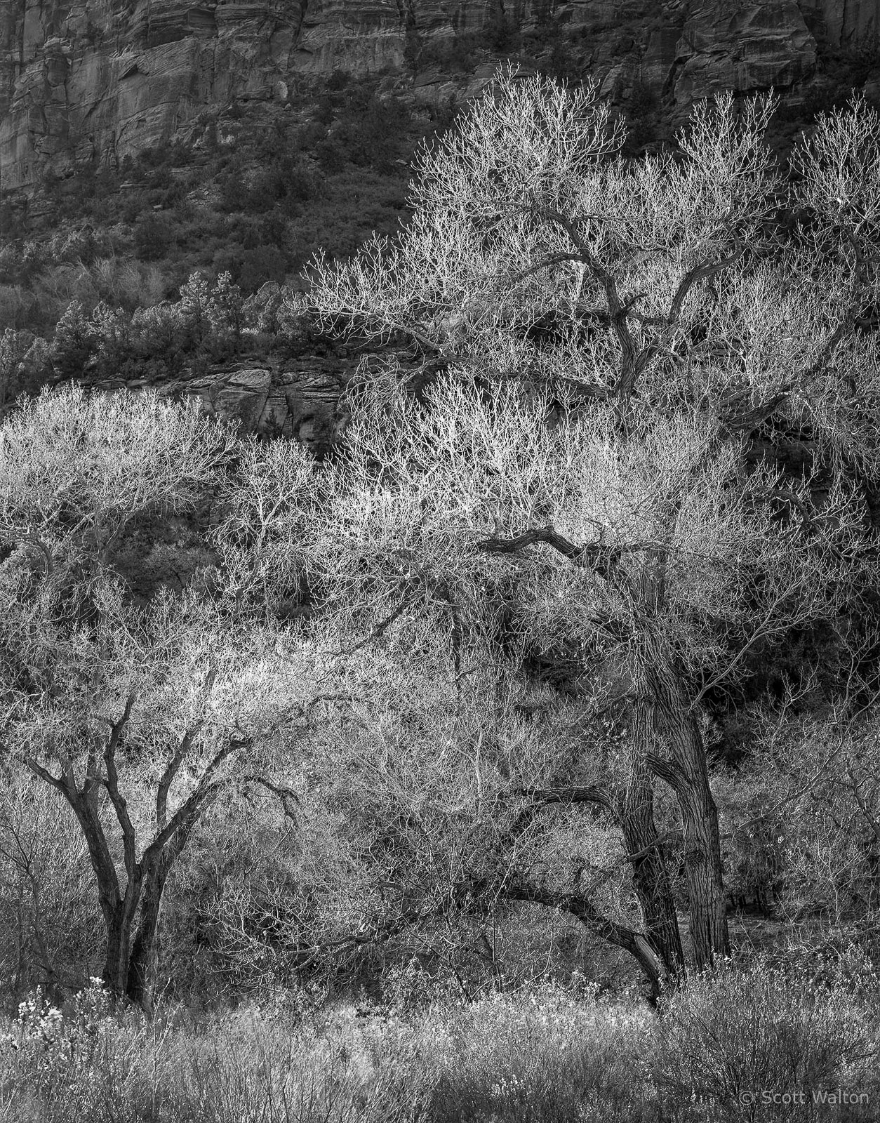 Zion-MainCyn-BacklitTreesNearLodge-tmax100.jpg