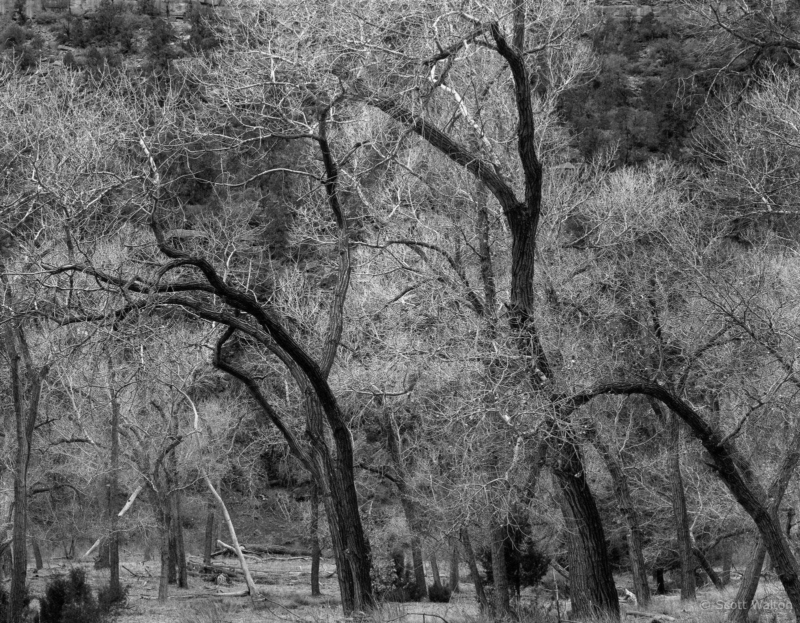 Zion-MainCyn-CurvedTreesNearLodge-tmax100.jpg