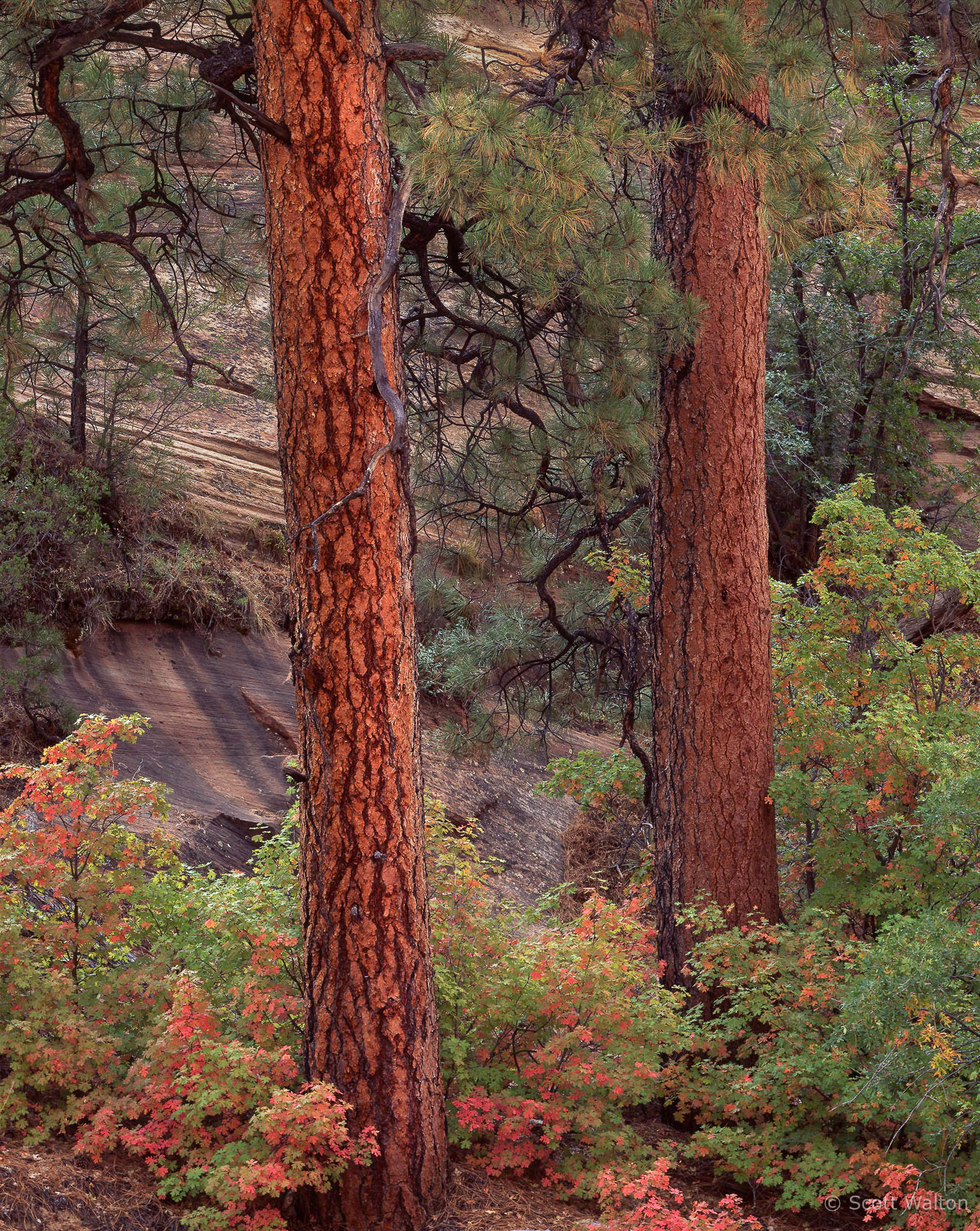 ZionWash-TwoGlowingPines.jpg