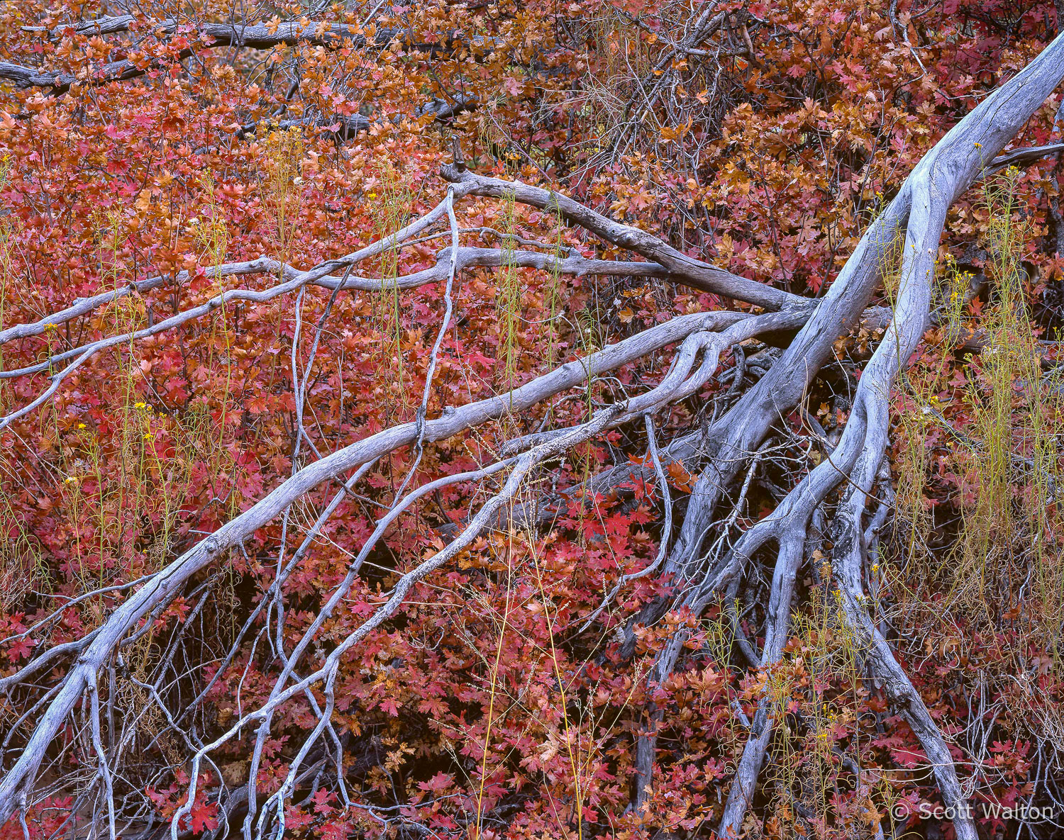 ZionWashBlueBranchRedLeaves.jpg