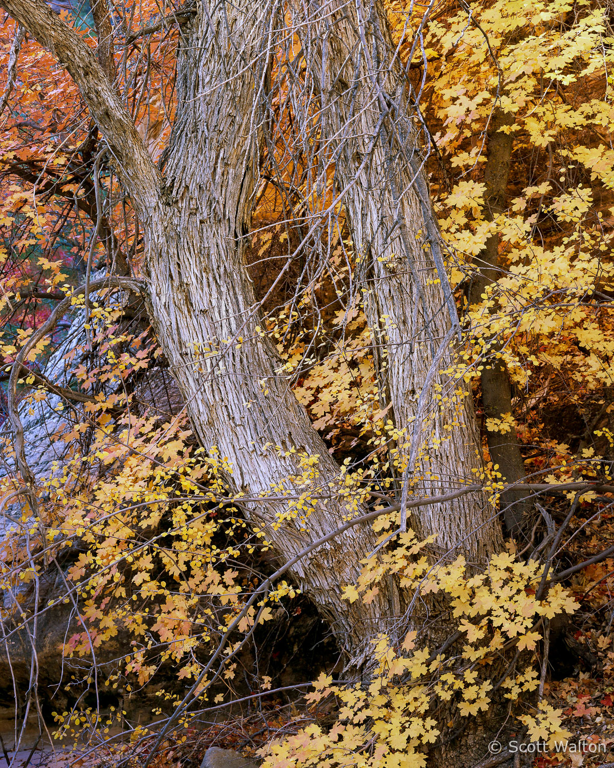 ZionWashDualTrunkTree-YellowLeaves.jpg