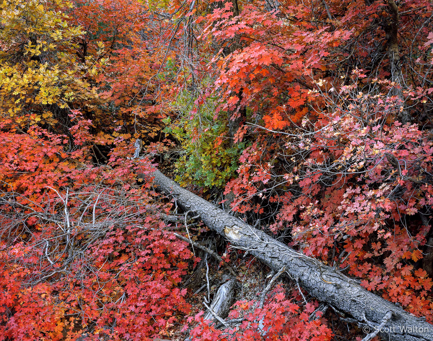 ZionWashLogFallenRed-MixedLeaves.jpg