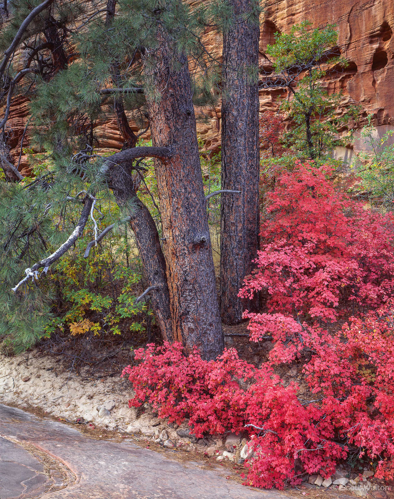 ZionWashPetroglyphCyn3PinesMaples-homescan-Velvia.jpg